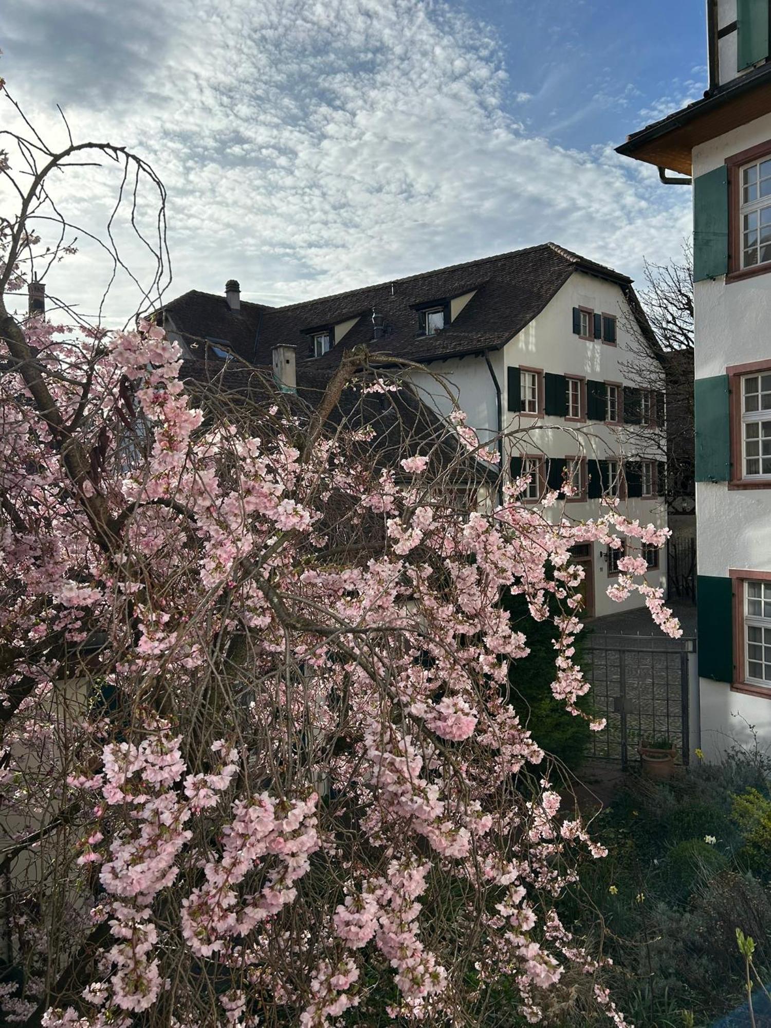 Rheinstream * Basel